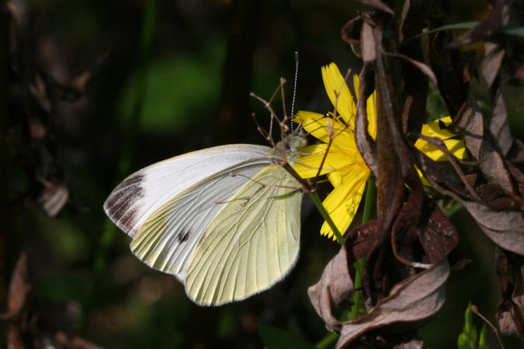 Pieris napi meridionalis: Bild 12