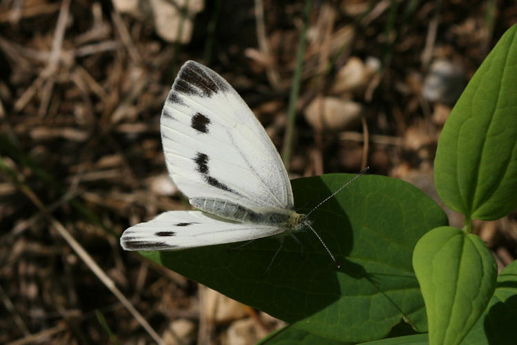 Pieris napi meridionalis: Bild 9