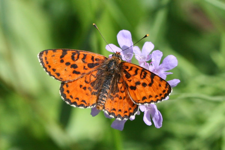 Melitaea didyma: Bild 7