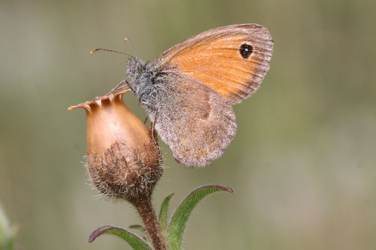 Coenonympha pamphilus: Bild 12