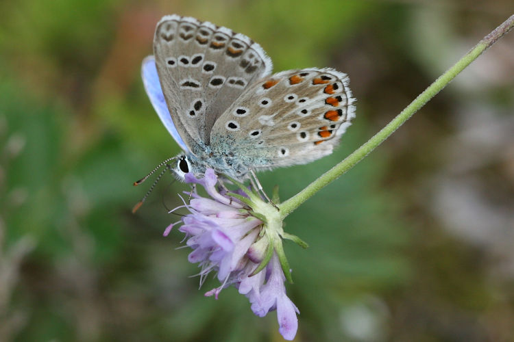 Lysandra bellargus: Bild 30