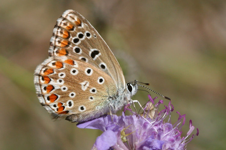 Lysandra bellargus: Bild 44