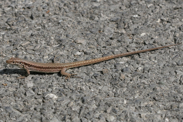 Podarcis muralis: Bild 5