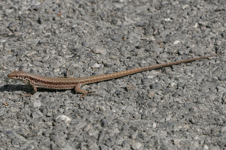 Podarcis muralis: Bild 2