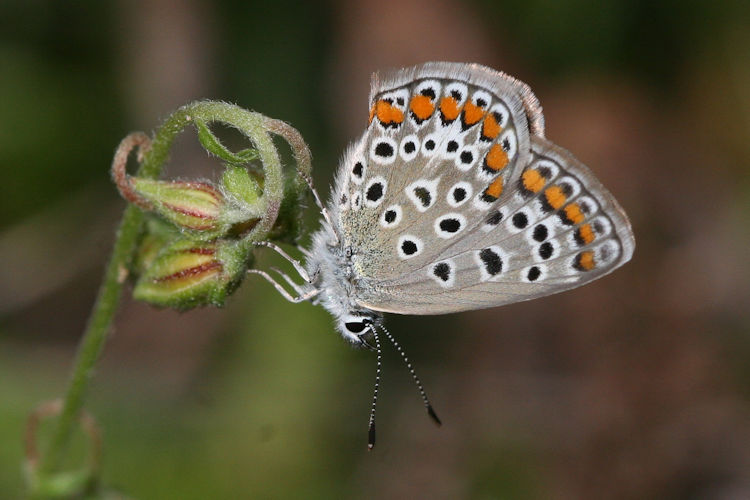 Polyommatus icarus: Bild 61