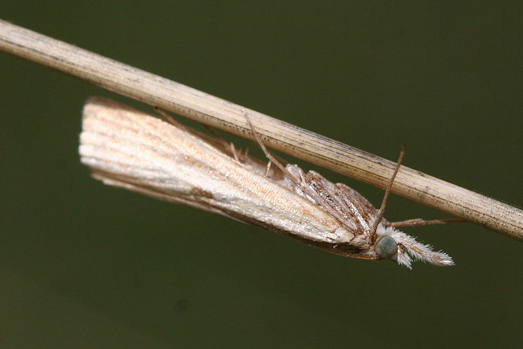 Agriphila inquinatella: Bild 1