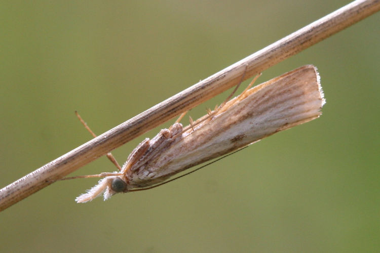 Agriphila inquinatella: Bild 2