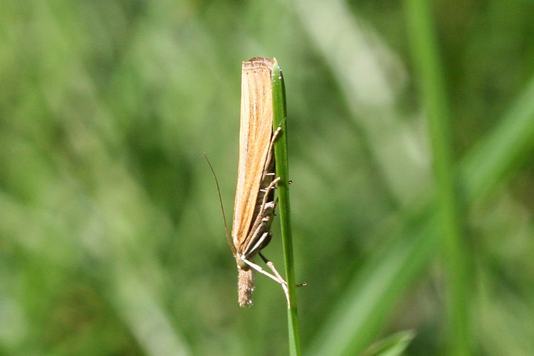 Agriphila tristella: Bild 3