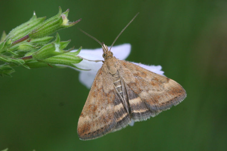 Pyrausta despicata: Bild 4