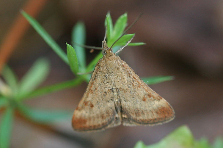 Pyrausta despicata: Bild 5