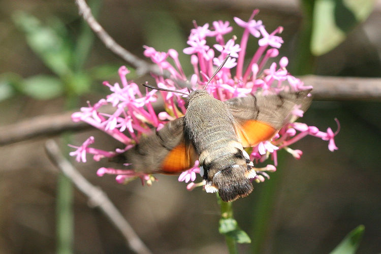 Macroglossum stellatarum: Bild 8