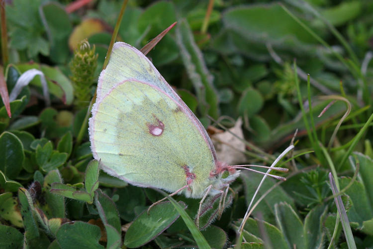 Colias phicomone: Bild 8