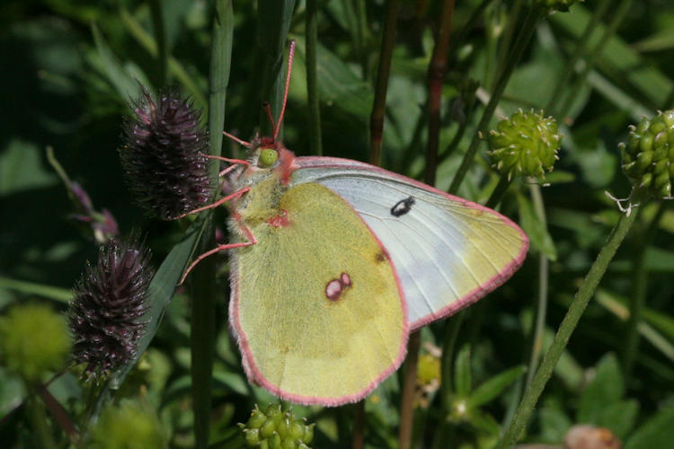 Colias phicomone: Bild 7