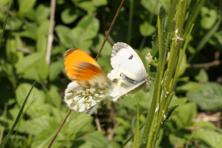 Anthocharis cardamines: Bild 26