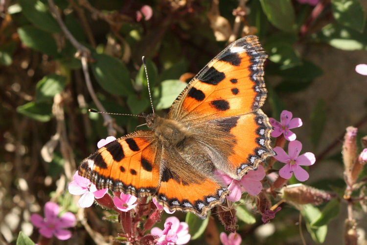 Aglais urticae: Bild 6