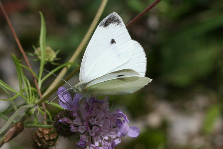 Pieris rapae: Bild 7