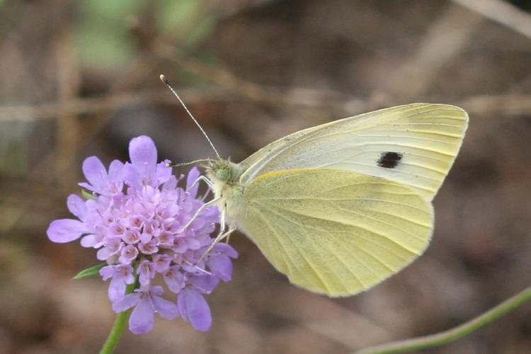 Pieris rapae: Bild 28