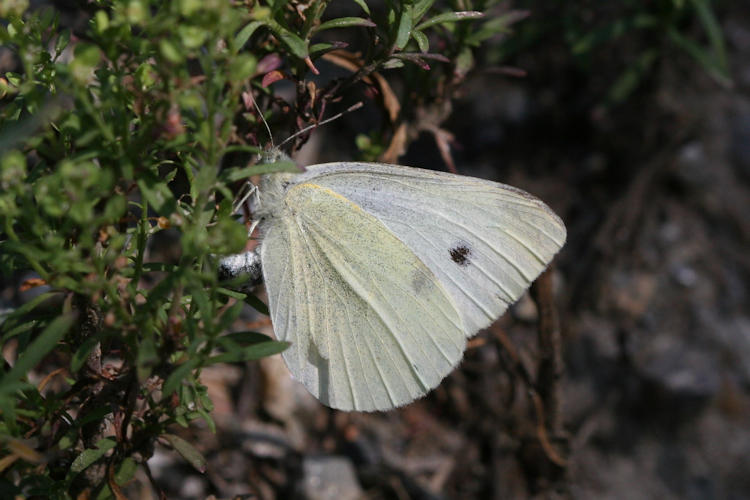 Pieris rapae: Bild 31