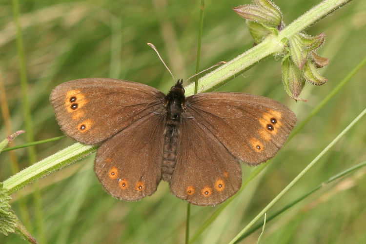 Erebia medusa medusa: Bild 3