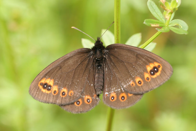 Erebia medusa medusa: Bild 4