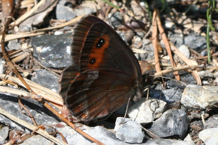 Erebia aethiops: Bild 12