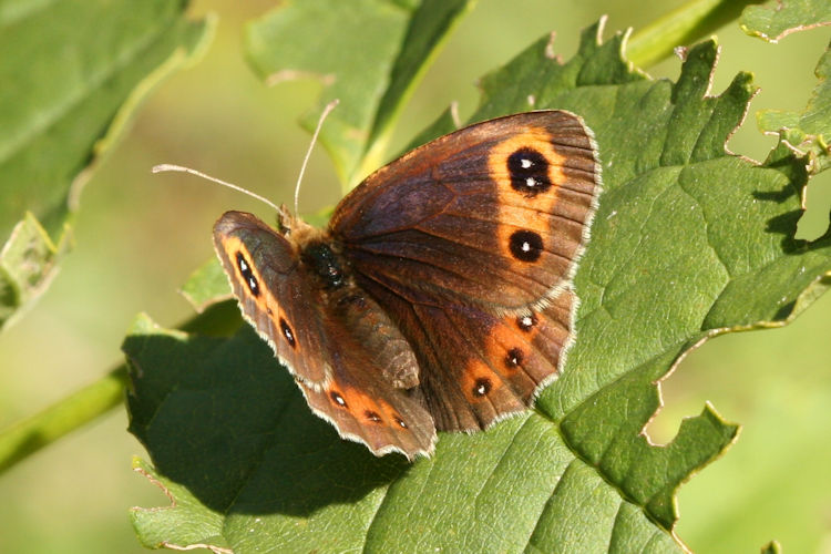 Erebia aethiops: Bild 6