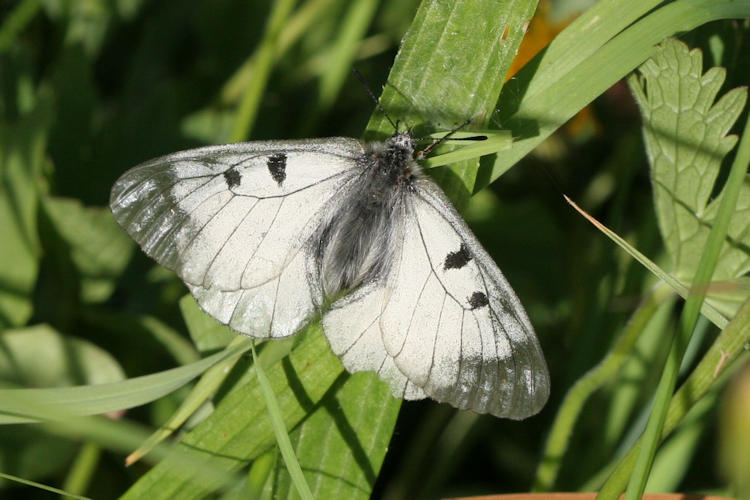 Parnassius mnemosyne: Bild 7