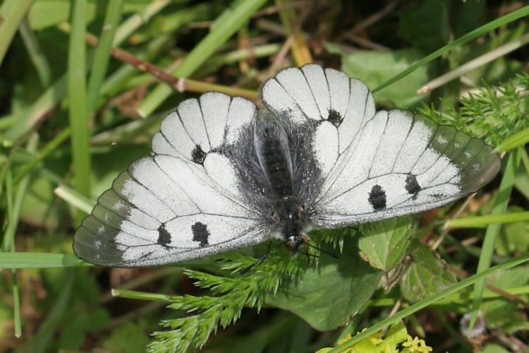 Parnassius mnemosyne: Bild 4