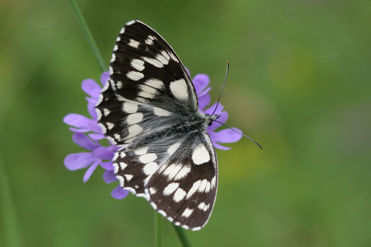 Melanargia galathea: Bild 4