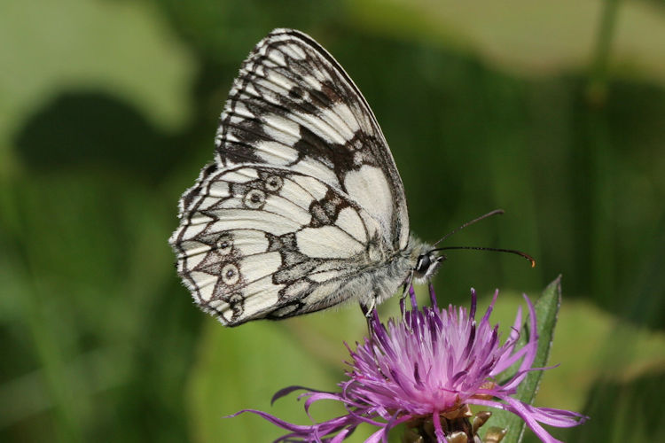 Melanargia galathea: Bild 13