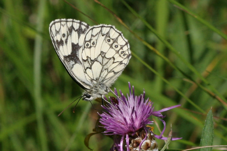 Melanargia galathea: Bild 14