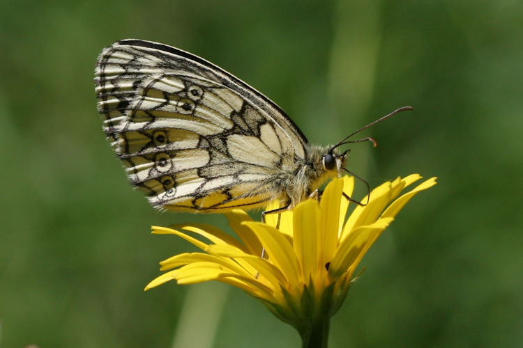 Melanargia galathea: Bild 15