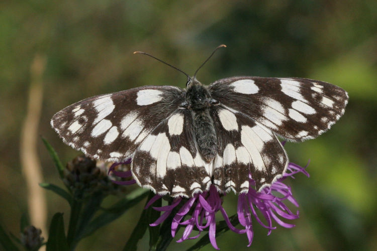 Melanargia galathea: Bild 9