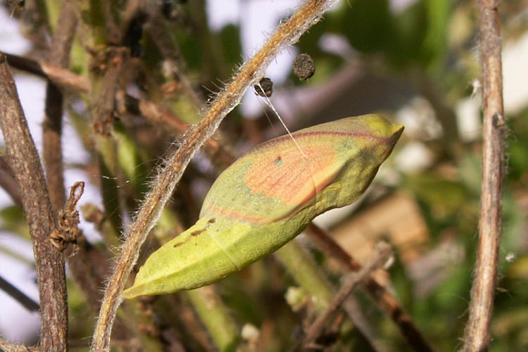 Colias myrmidone: Bild 8