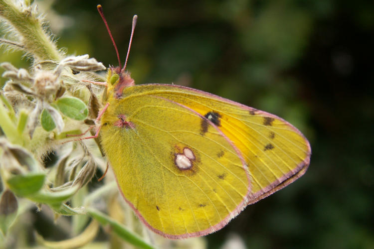 Colias myrmidone: Bild 7