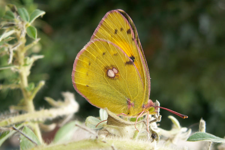 Colias myrmidone: Bild 6