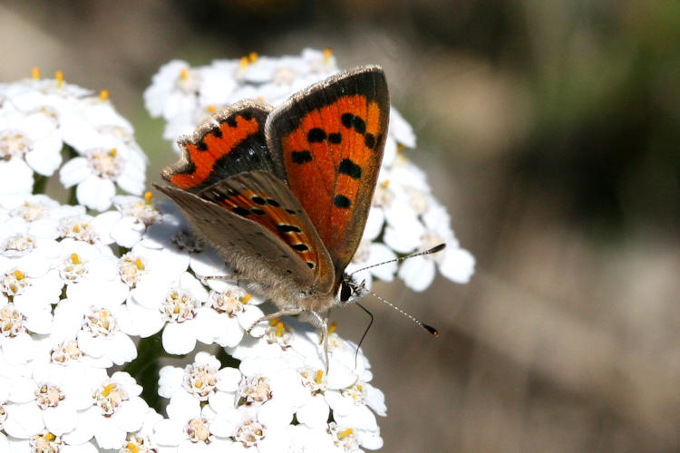 Lycaena phlaeas: Bild 10