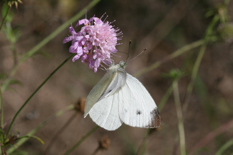 Pieris mannii alpigena: Bild 15