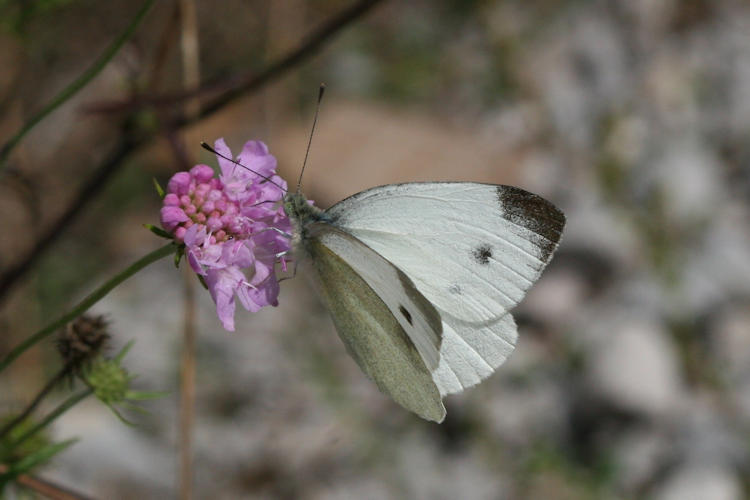 Pieris mannii alpigena: Bild 16