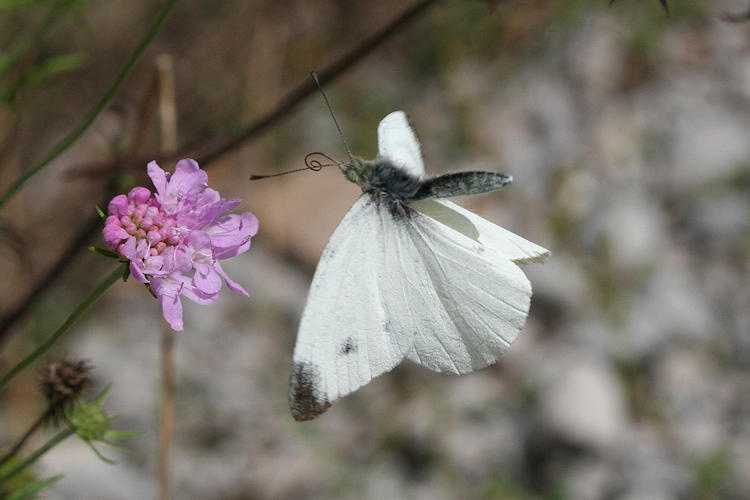 Pieris mannii alpigena: Bild 82