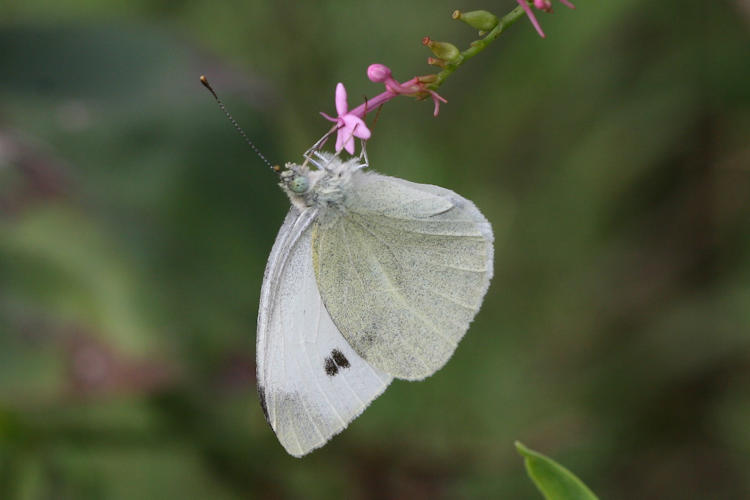 Pieris mannii alpigena: Bild 53