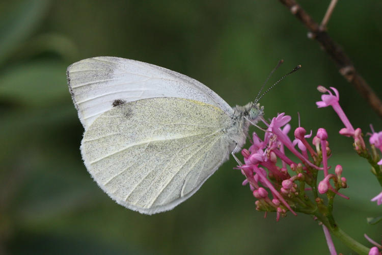 Pieris mannii alpigena: Bild 54