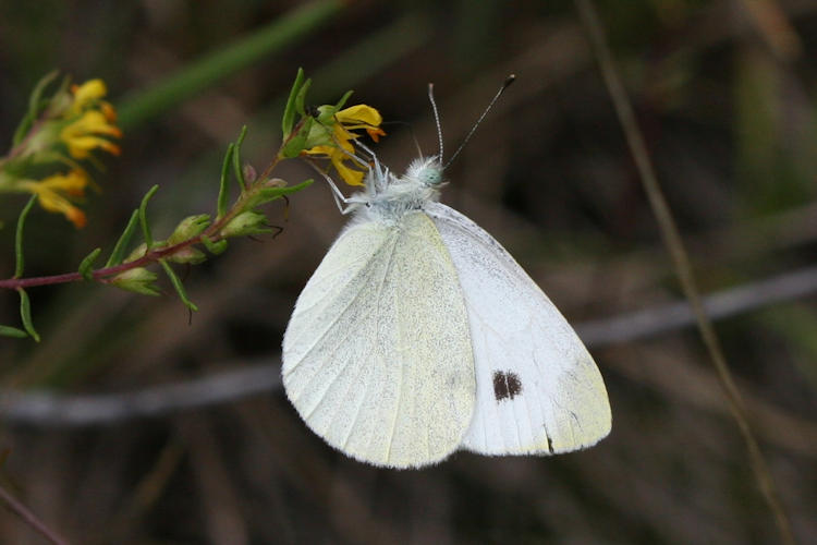 Pieris mannii alpigena: Bild 55