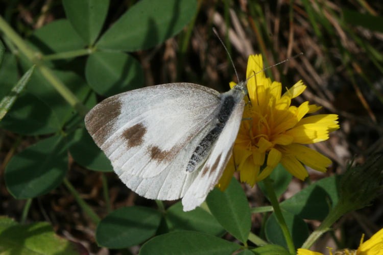 Pieris mannii alpigena: Bild 38