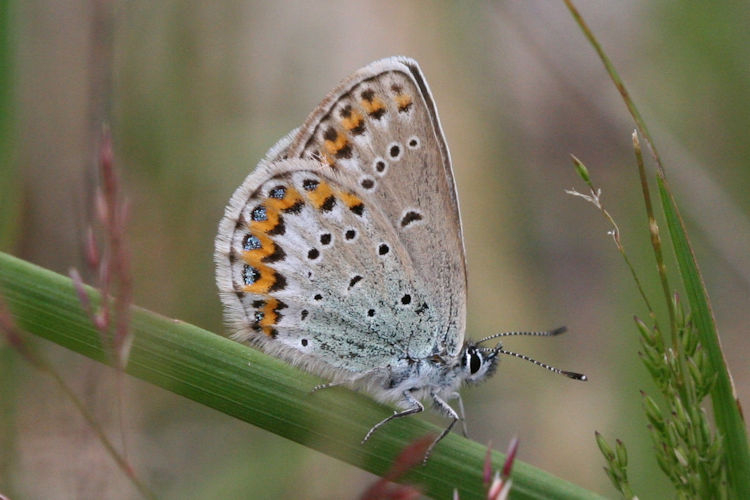 Plebejus idas: Bild 22