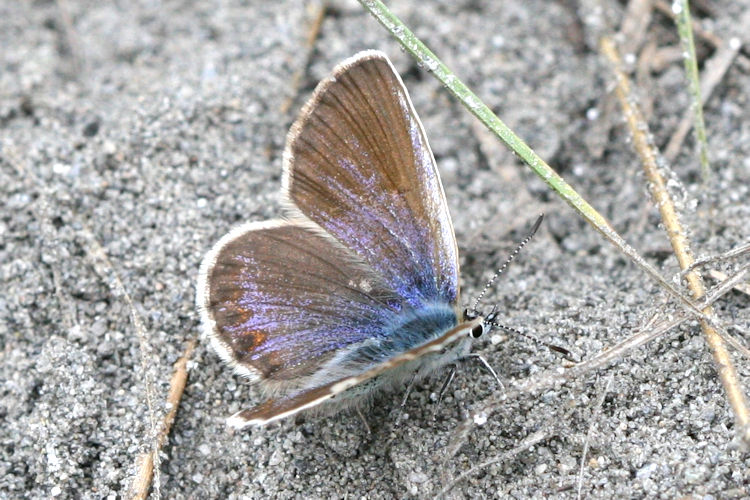 Plebejus idas: Bild 11