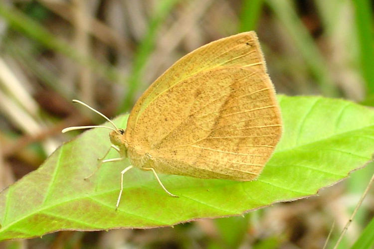 Eurema laeta: Bild 2