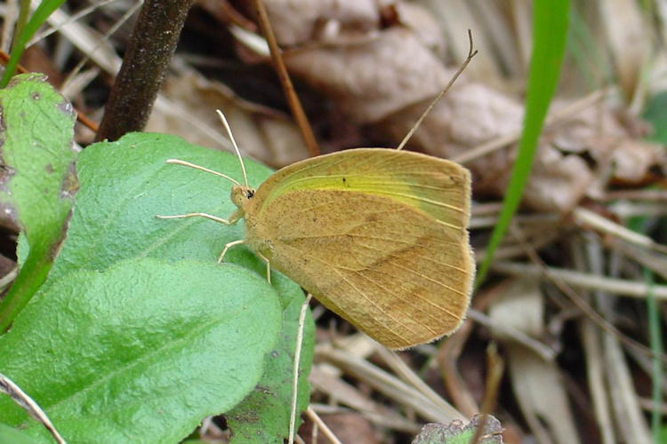 Eurema laeta: Bild 3