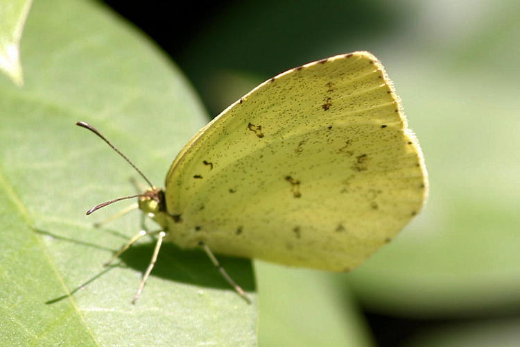 Eurema mandarina: Bild 2