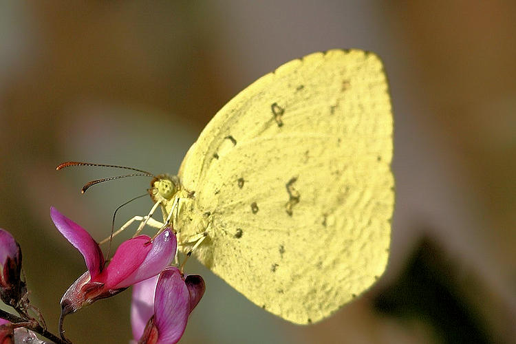 Eurema mandarina: Bild 3